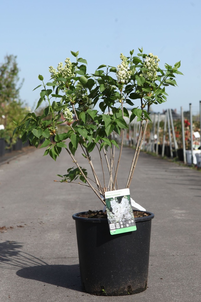 [P] Syringa vulgaris 'Mme Casimir Périer (Mme Lemoine)' cont. 12L 5-8 branches +p