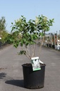 Syringa vulgaris 'Mme Casimir Périer (Mme Lemoine)' cont. 12L 5-8 branches +ф