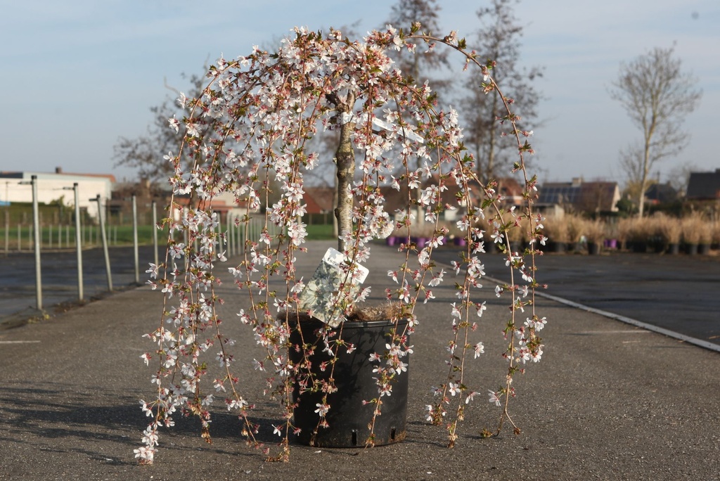 [P] Prunus 'Snow Fountains' cont. 12L 40 cm standard +p