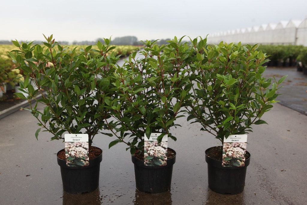 Viburnum tinus SPIRIT (PBR) cont. 3,6L 30-40 cm +p