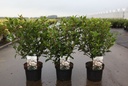 Viburnum tinus SPIRIT (PBR) cont. 3,6L 30-40 cm +p