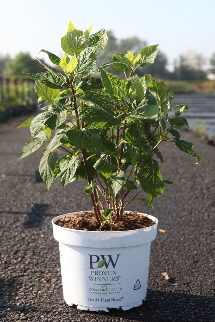 Rosa (H) 'Nevada' cont. 4L hoch 60-80 cm +B