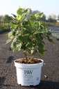 Rosa (H) 'Nevada' cont. 4L high 60-80 cm +ф