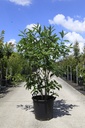 Chionanthus virginicus cont. 35L 100-125 cm +p