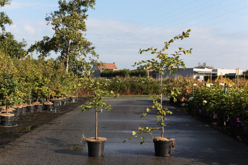 [P] Carpinus betulus cont. 4L 100/+ cm