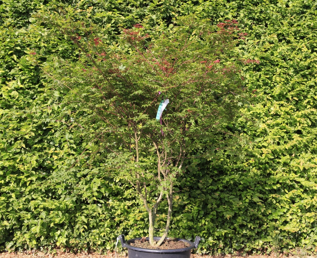 Acer palmatum 'Deshojo' cont. 50L 150/+ cm