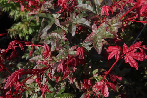 [P] Acer palmatum 'Deshojo' cont. 50L 150/+ cm