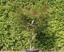 Acer palmatum 'Deshojo' cont. 50L 150/+ cm