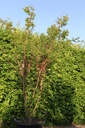 Acer palmatum 'Sangokaku' cont. 90L 175-200 cm