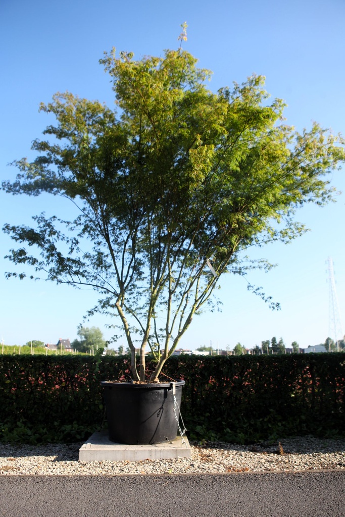 [P] Acer palmatum 'Seiryu' cont. 230L 300-350 cm