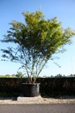 Acer palmatum 'Seiryu' cont. 230L 300-350 cm