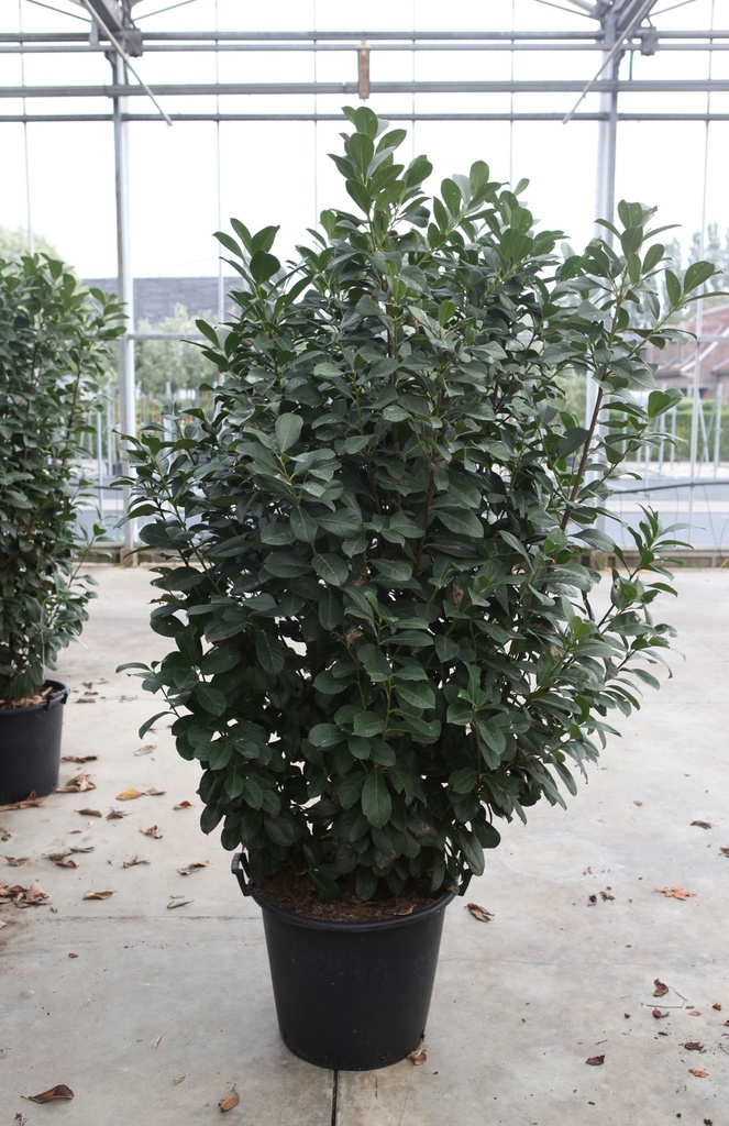 [P] Prunus (L) laurocerasus ETNA (PBR) cont. 50L 150/+ cm +p