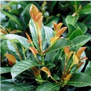 Prunus (L) laurocerasus ETNA (PBR) cont. 50L 150/+ cm +ф