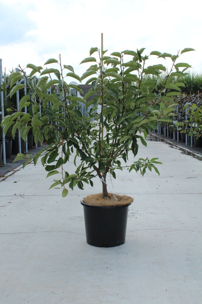 Malus 'Sugar Tyme' cont. 12L 60-80 cm +f