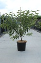 Malus 'Sugar Tyme' cont. 12L 60-80 cm +f