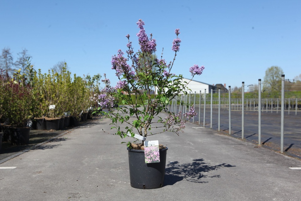 [P] Syringa chinensis 'Saugeana' cont. 12L 80/+ cm +B