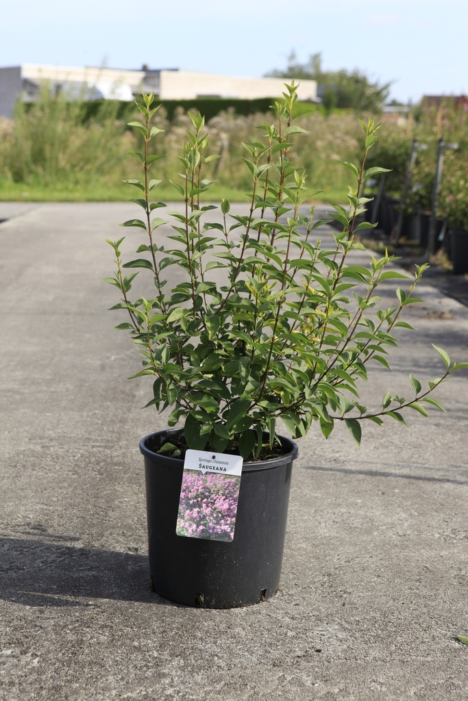 [P] Syringa chinensis 'Saugeana' cont. 12L 80/+ cm +f