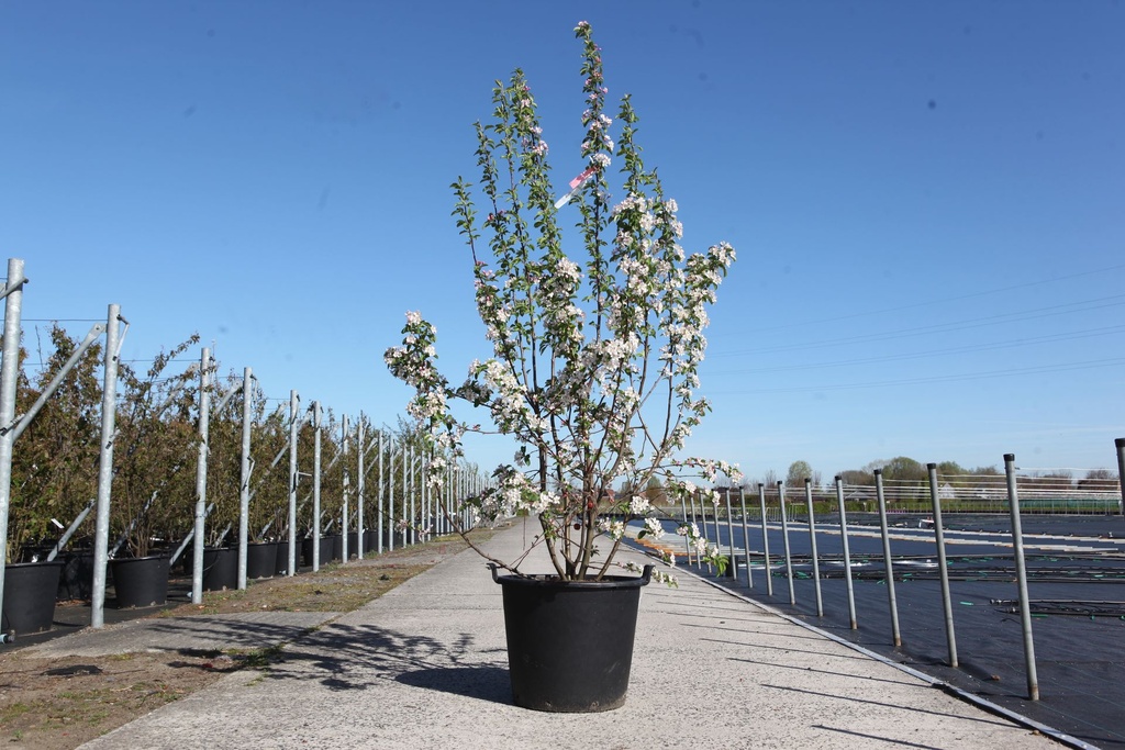 Malus 'Red Sentinel' cont. 70L 175-200 cm multistam