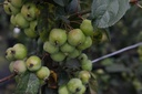 Malus 'Red Sentinel' cont. 70L 175-200 cm multi-stem