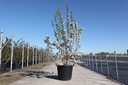 Malus 'Red Sentinel' cont. 70L 175-200 cm multistam