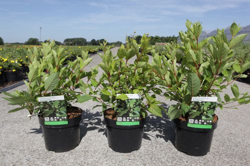 Cephalanthus occidentalis cont. 3,6L 30-40 cm +ф