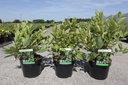 Cephalanthus occidentalis cont. 3,6L 30-40 cm +B