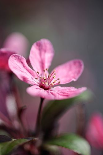 [P] Malus 'Prairiefire' cont. 12L 80-100 cm +B
