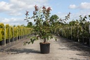 Malus 'Prairiefire' cont. 12L 80-100 cm +B
