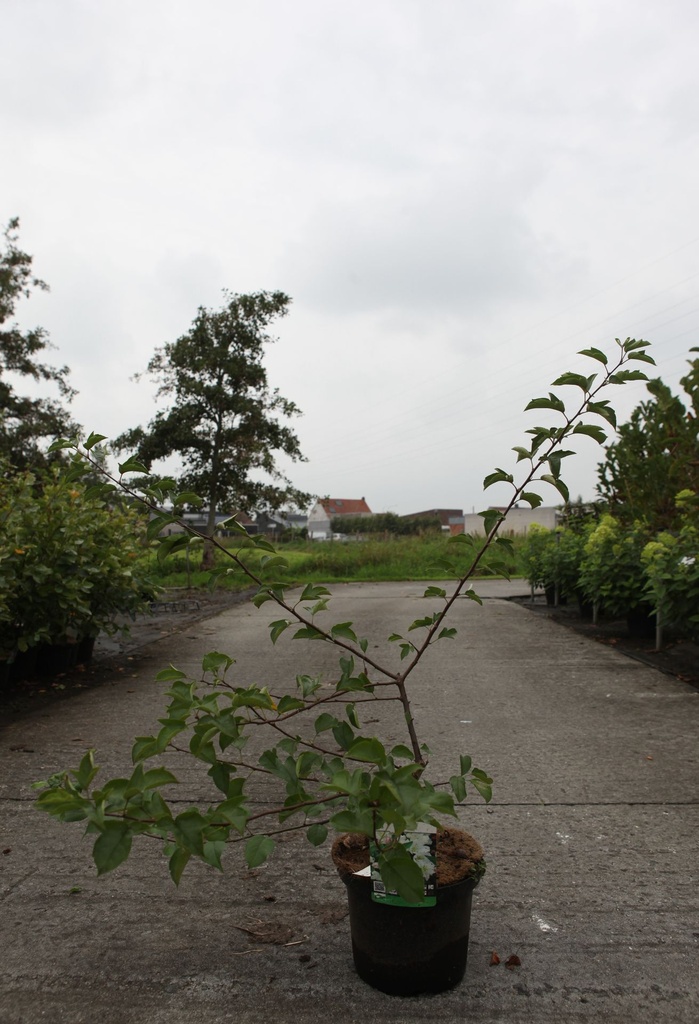 Malus toringo 'Tina' cont. 5L 40-50 cm +p