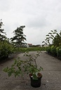 Malus toringo 'Tina' Kont. 5L 40-50 cm +B