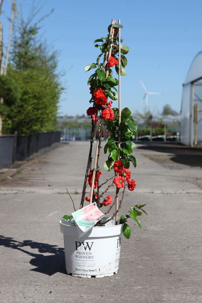 [P] Chaenomeles speciosa Proven Winners® MANGO STORM (PBR) cont. 10L déco 80/+ cm pyramide +p