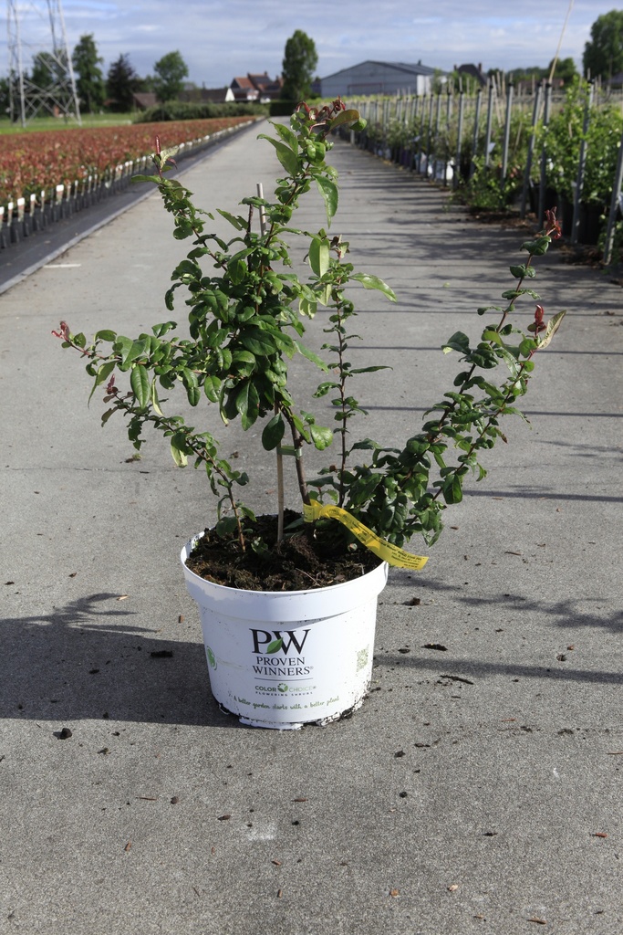 [P] Chaenomeles speciosa Proven Winners® MANGO STORM (PBR) cont. 10L deco 80/+ cm pyramid +p