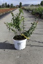 Chaenomeles speciosa Proven Winners® MANGO STORM (PBR) cont. 10L deco 80/+ cm pyramid +ф