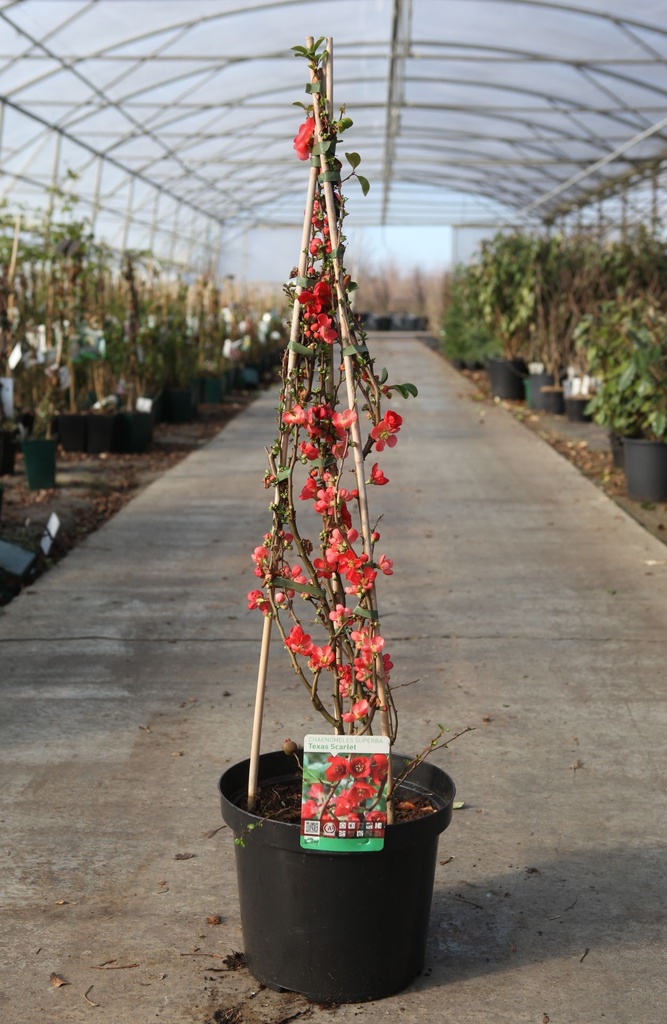 Chaenomeles superba 'Texas Scarlet' cont. 10L 80-90 cm pyramid +ф