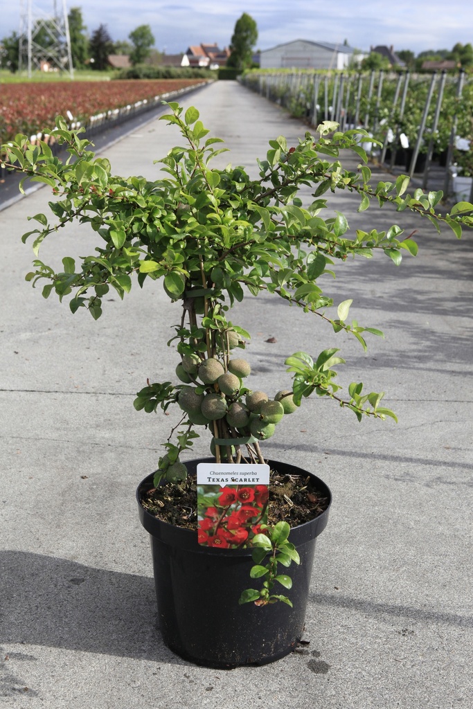 [P] Chaenomeles superba 'Texas Scarlet' cont. 10L 80-90 cm pyramid +p