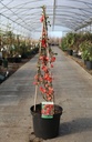 Chaenomeles superba 'Texas Scarlet' cont. 10L 80-90 cm pyramid +p