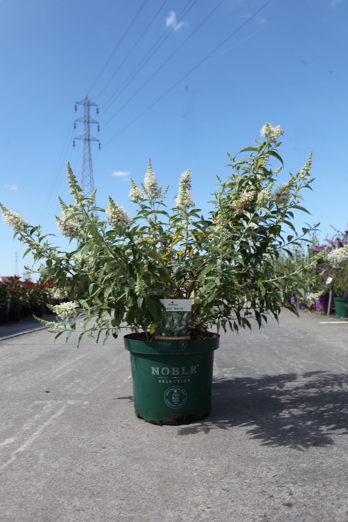 Buddleja ARGUS® WHITE (PBR) cont. 10L 60-80 cm +ф