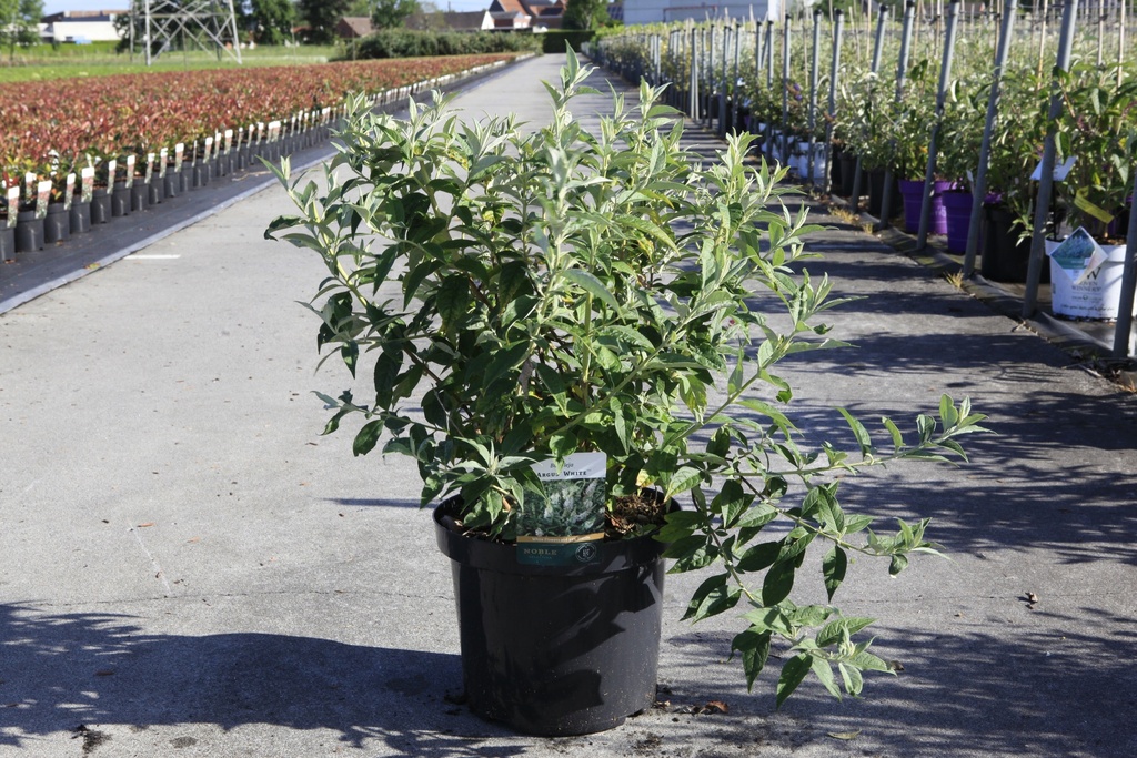 [P] Buddleja ARGUS® WHITE (PBR) cont. 10L 60-80 cm +B
