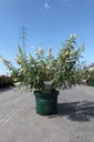 Buddleja ARGUS® WHITE (PBR) cont. 10L 60-80 cm +ф