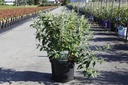 Buddleja ARGUS® WHITE (PBR) cont. 10L 60-80 cm +p