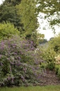 Buddleja ARGUS® VELVET (PBR) cont. 10L 60-80 cm +ф