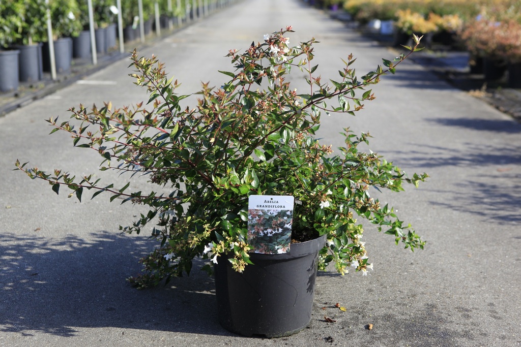 [P] Abelia grandiflora cont. 10L 40-50 cm +ф