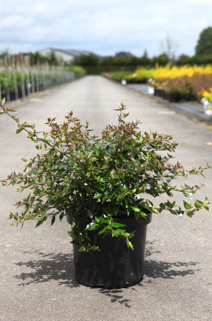 [P] Abelia grandiflora cont. 10L 40-50 cm +p