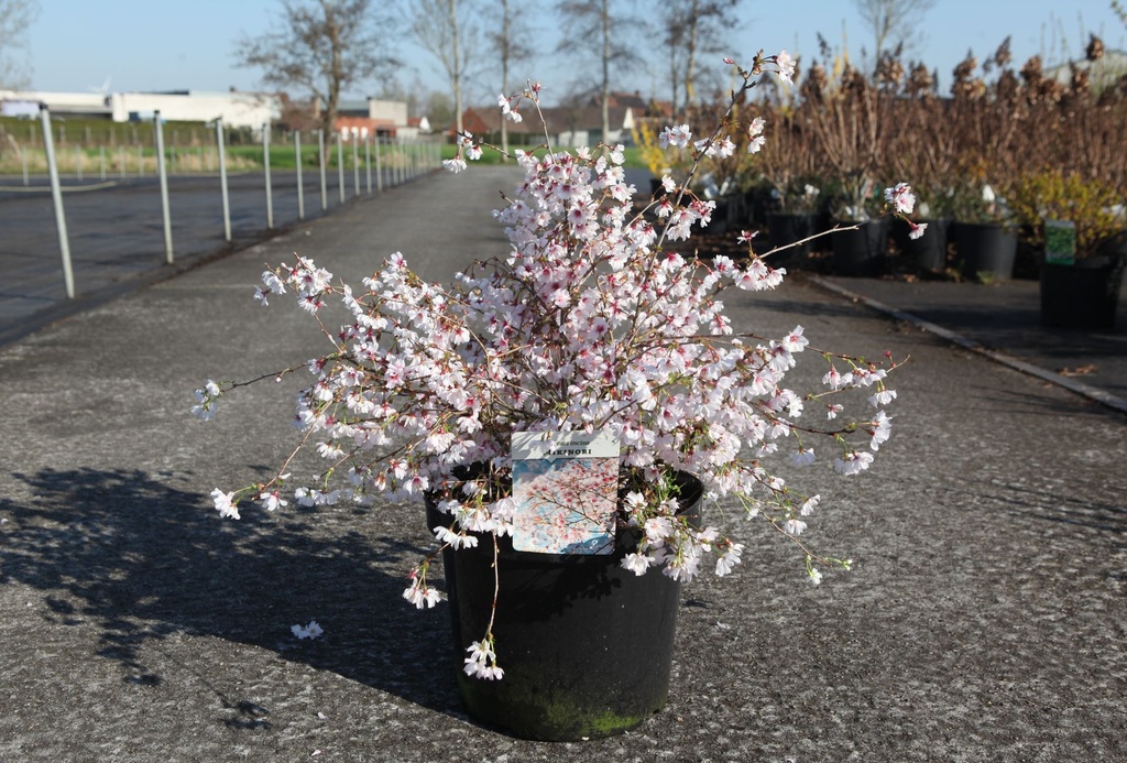 [P] Prunus incisa 'Mikinori' cont. 10L 60/+ cm +ф