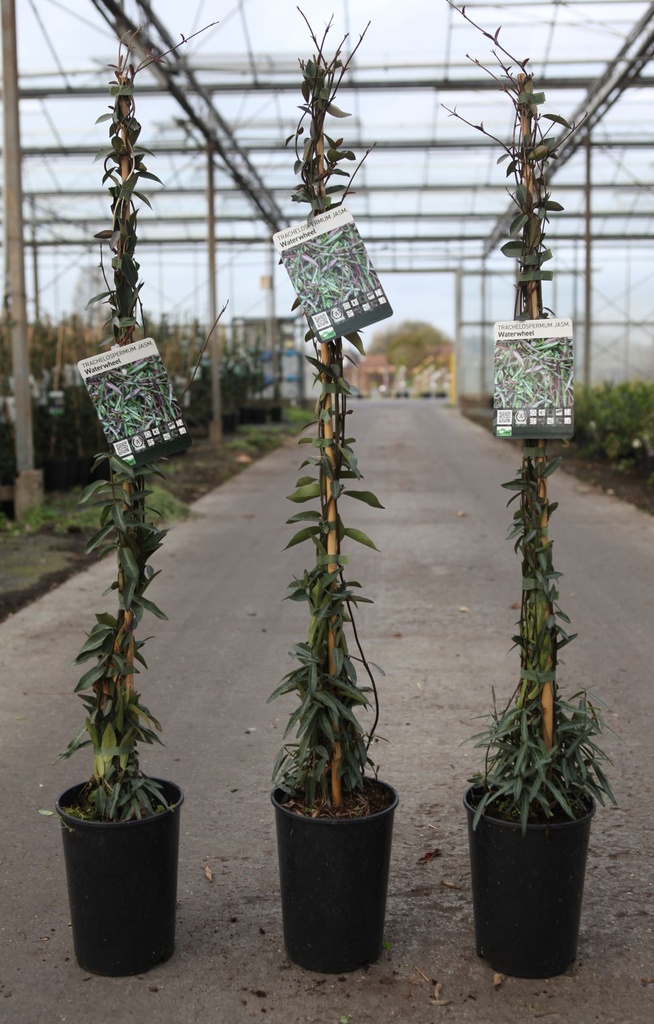 Trachelospermum jasminoides 'Waterwheel' cont. 3L haut 80-100 cm +p