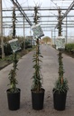Trachelospermum jasminoides 'Waterwheel' cont. 3L high 80-100 cm +ф