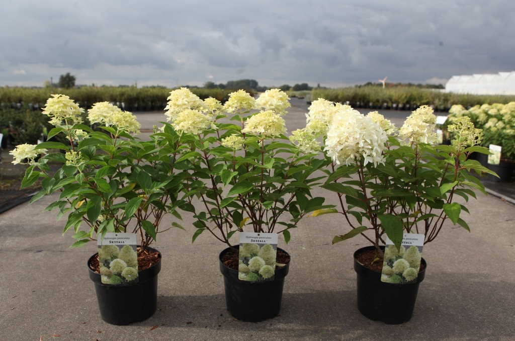 Hydrangea paniculata SKYFALL (PBR) cont. 3,6L 40-50 cm +f