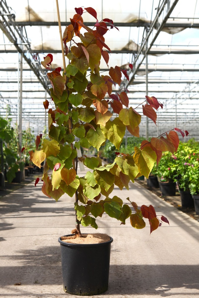 [P] Cercis canadensis ETERNAL FLAME (PBR) cont. 12L 125-150 cm junger Baum +B