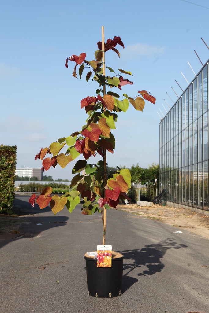 [P] Cercis canadensis ETERNAL FLAME (PBR) cont. 12L 175-200 cm spil +f