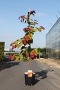 Cercis canadensis ETERNAL FLAME (PBR) cont. 12L 175-200 cm feathered +p